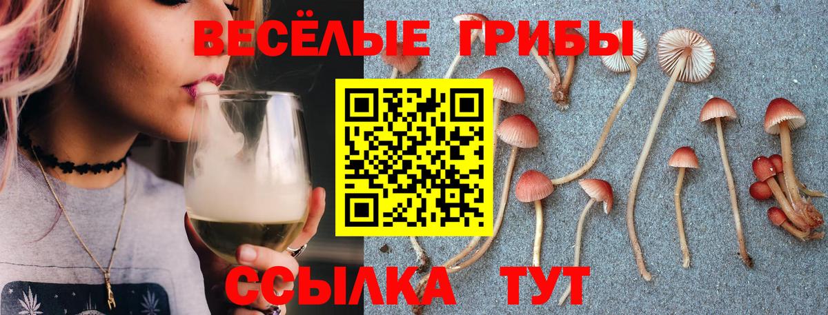 Псилоцибиновые грибы мицелий Алейск